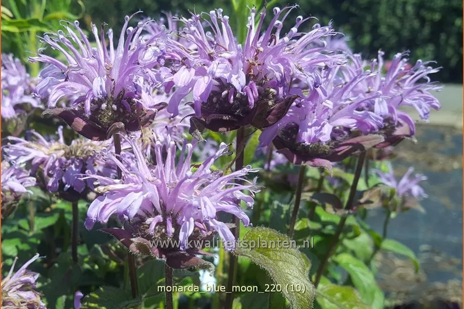 Monarda 'Blue Moon'