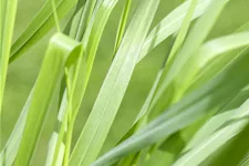 Panicum virgatum 'Rotstrahlbusch'