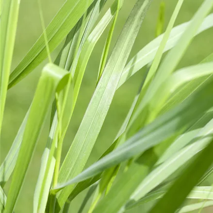 Panicum virgatum 'Rotstrahlbusch'