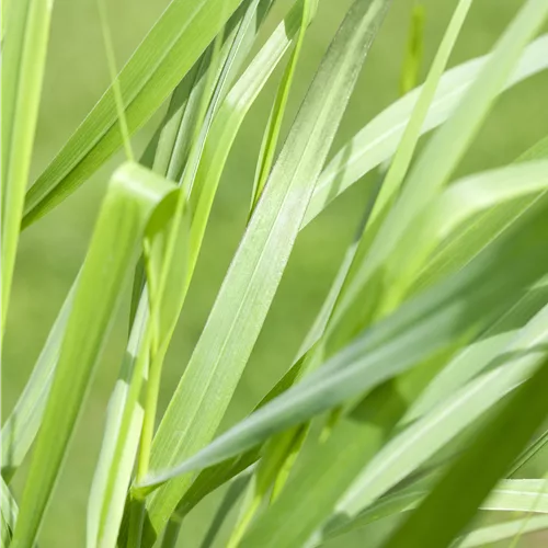 Panicum virgatum 'Rotstrahlbusch'