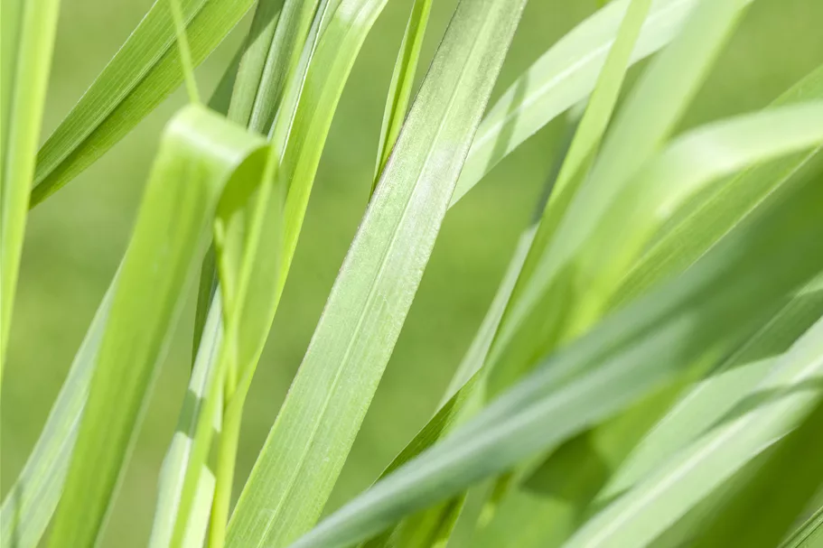 Panicum virgatum 'Rotstrahlbusch'