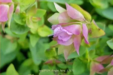 Origanum rotundifolium 'Dingle Fairy'®