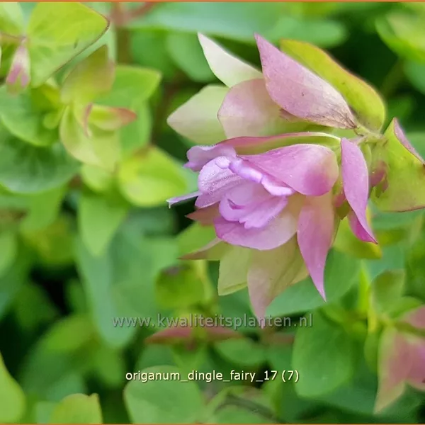Origanum rotundifolium 'Dingle Fairy'®