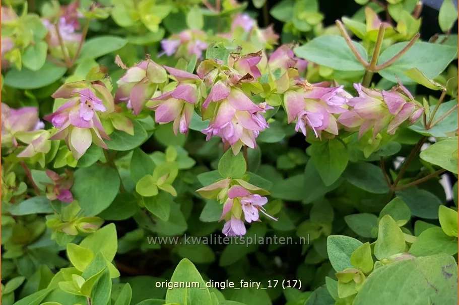 Origanum rotundifolium 'Dingle Fairy'®