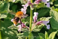 Nepeta grandiflora 'Dawn to Dusk'