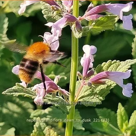 Nepeta grandiflora 'Dawn to Dusk'