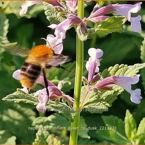 Nepeta grandiflora 'Dawn to Dusk'
