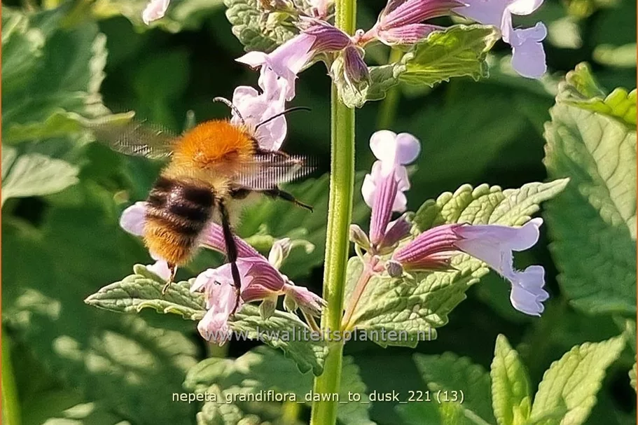 Nepeta grandiflora 'Dawn to Dusk'