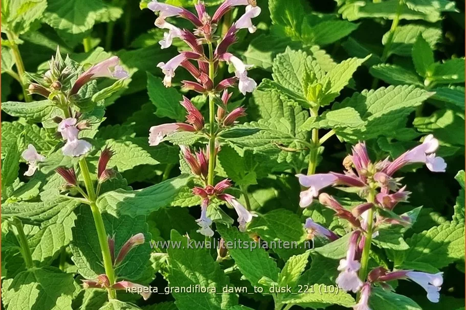Nepeta grandiflora 'Dawn to Dusk'