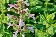 Nepeta grandiflora 'Dawn to Dusk'
