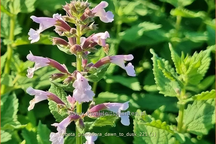 Nepeta grandiflora 'Dawn to Dusk'
