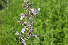 Nepeta grandiflora 'Dawn to Dusk'