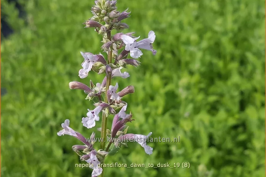 Nepeta grandiflora 'Dawn to Dusk'