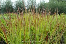 Panicum virgatum 'Sangria'
