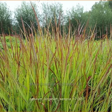 Panicum virgatum 'Sangria'