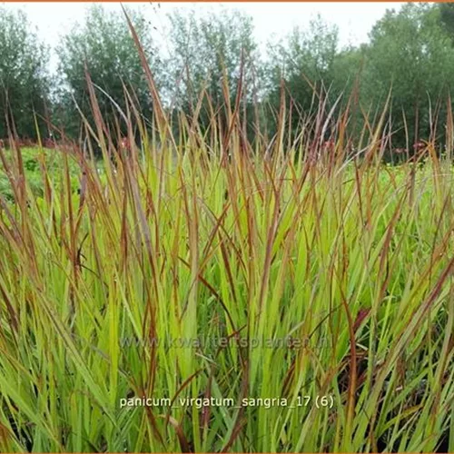 Panicum virgatum 'Sangria'