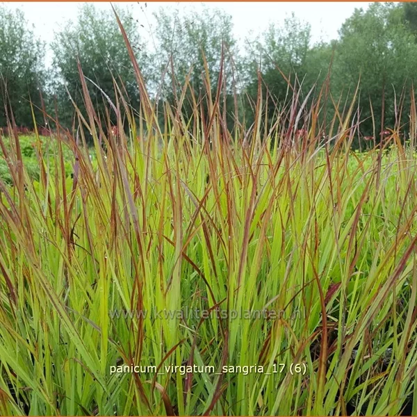 Panicum virgatum 'Sangria'
