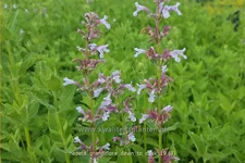 Nepeta grandiflora 'Dawn to Dusk'