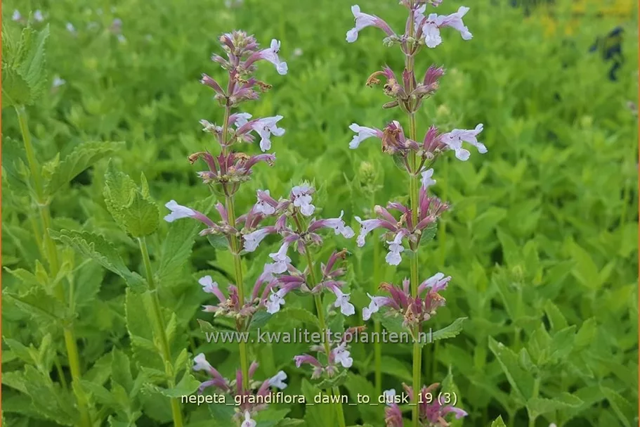 Nepeta grandiflora 'Dawn to Dusk'