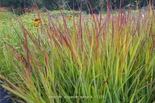 Panicum virgatum 'Sangria'
