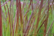 Panicum virgatum 'Sangria'