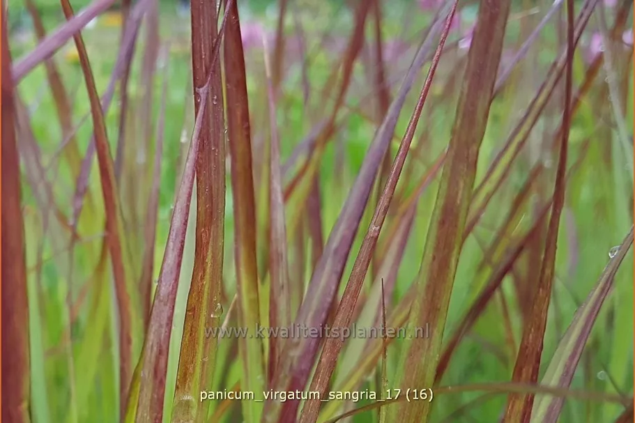 Panicum virgatum 'Sangria'