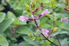 Origanum laevigatum 'Aromaticum'
