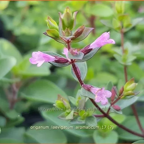 Origanum laevigatum 'Aromaticum'