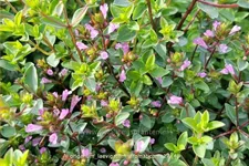 Origanum laevigatum 'Aromaticum'