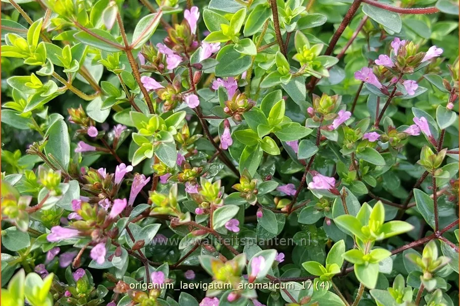 Origanum laevigatum 'Aromaticum'
