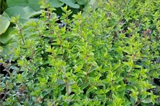 Origanum laevigatum 'Aromaticum'