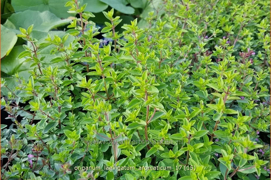 Origanum laevigatum 'Aromaticum'