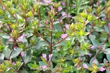 Origanum laevigatum 'Aromaticum'