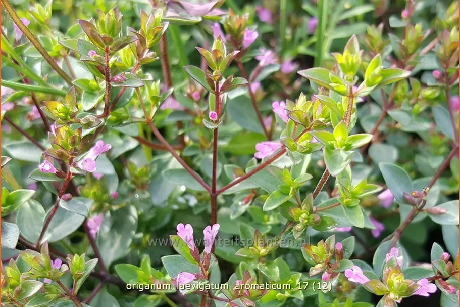 Origanum laevigatum 'Aromaticum'