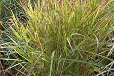 Panicum virgatum 'Shenandoah'