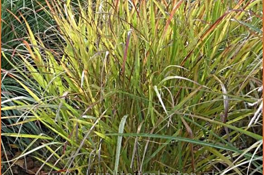 Panicum virgatum 'Shenandoah'