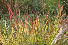Panicum virgatum 'Shenandoah'