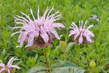 Monarda bradburiana 'Maramek' Staude im 9x9 cm Vierecktopf