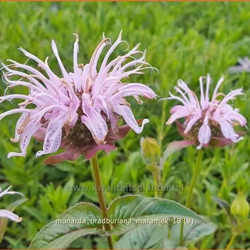 Monarda bradburiana 'Maramek'