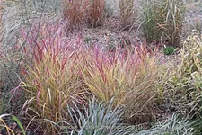 Panicum virgatum 'Shenandoah'