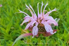 Monarda bradburiana 'Maramek' Staude im 9x9 cm Vierecktopf