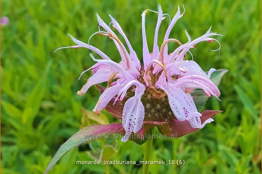 Monarda bradburiana 'Maramek' Staude im 9x9 cm Vierecktopf