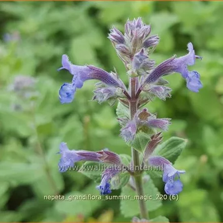 Nepeta grandiflora 'Summer Magic'