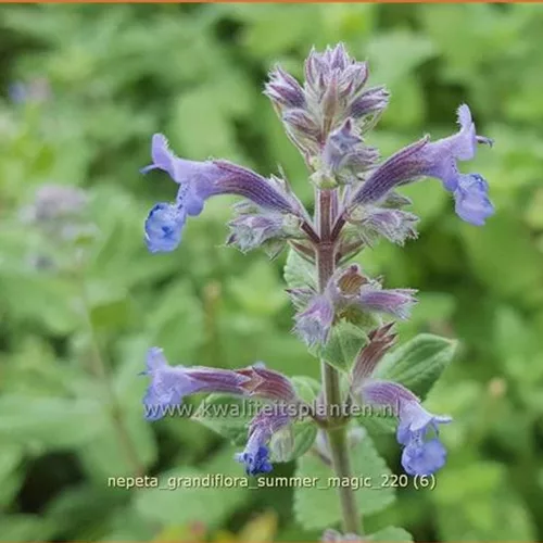Nepeta grandiflora 'Summer Magic'