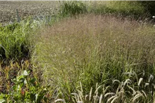 Panicum virgatum 'Shenandoah'