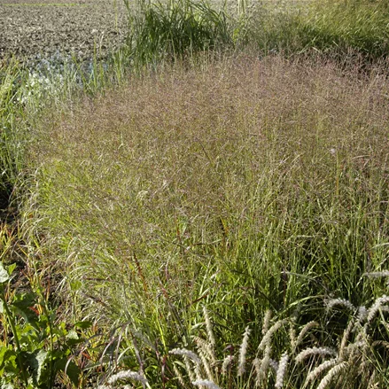 Panicum virgatum 'Warrior'