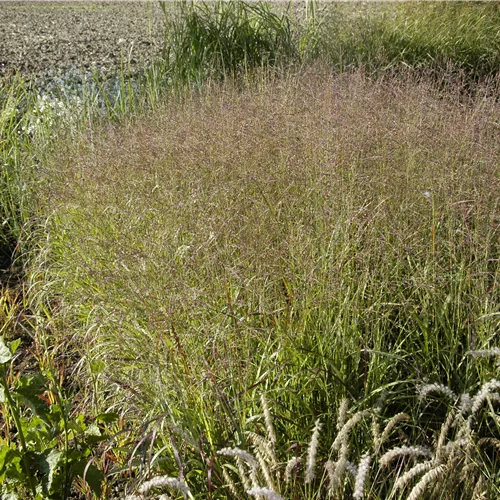 Panicum virgatum 'Warrior'