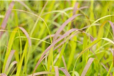 Panicum virgatum 'Shenandoah'