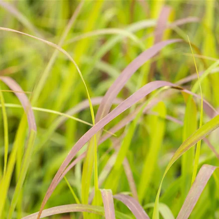 Panicum virgatum 'Shenandoah'