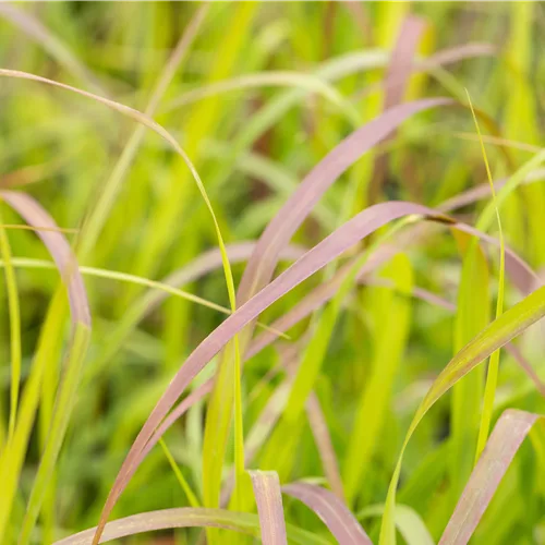 Panicum virgatum 'Shenandoah'